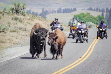 Wall Mural - USA, Wyoming, Yellowstone National Park. Buffalos stopping road traffic. 