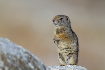 Poster - Wyoming, Uintah Ground Squirrel standing on hind legs on rock.