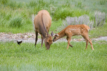 Sticker - WY, Yellowstone National Park, Elk calf and mother