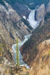 Wall Mural - WY, Yellowstone National Park, Lower Yellowstone Falls, Grand Canyon of the Yellowstone, from Artists Point