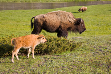 Wall Mural - WY, Yellowstone National Park, Bison calf with mother