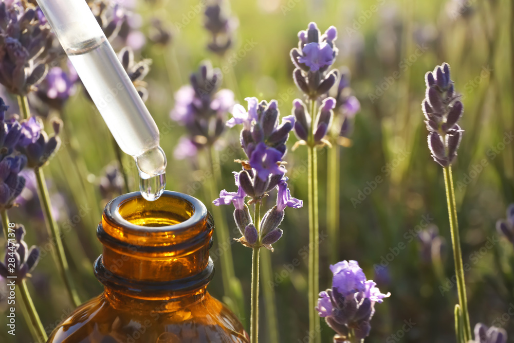 Dropper with lavender essential oil over bottle in blooming field, closeup. Space for text - obrazy, fototapety, plakaty 