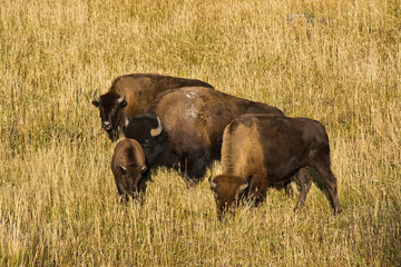 Sticker - Bison feeding, Lamar Valley, Yellowstone National Park, Wyoming, USA