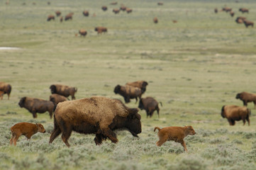 Canvas Print - American Bison 'Buffalo' (Bison bison) - female and calves. Durham Ranch. Campbell County. Wyoming. USA