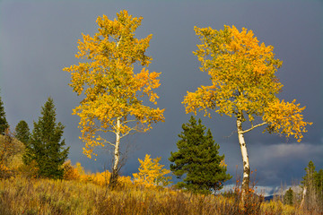 Canvas Print - Aspens and Evergreens, autumn, Wilson Road, Grand Teton National Park, Wyoming, USA