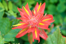 USA, Washington State. Macro Detail Indian Paintbrush Flower