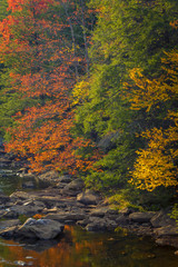 Sticker - USA, West Virginia, Blackwater Falls State Park. Forest and stream in autumn. Credit as: Jay O'Brien / Jaynes Gallery / DanitaDelimont.com