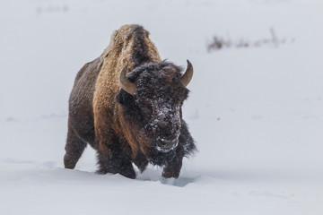 Wall Mural - USA, Wyoming, Yellowstone National Park. Bison walking in snow. Credit as: Cathy & Gordon Illg / Jaynes Gallery / DanitaDelimont.com