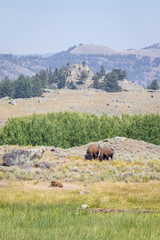 Wall Mural - USA, Wyoming, Yellowstone National Park. Buffalos and landscape. 