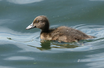 A cute Tufted Duck duckling, Aythya fuligula, swimming on a lake in the UK.	