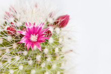 Beautiful Pink Cactus Blossom. Tiny Flowers Among Thorns.