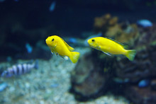 Two Yellow Cichlid (Labidochromis Caeruleus) In Their Habitat