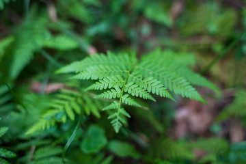 Poster - Close up of beautiful fern leaf, frond