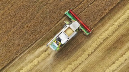 Wall Mural - Harvesting time. Agriculture