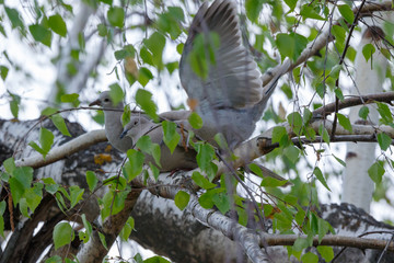 Wall Mural - Collared Dove (Streptopelia decaocto).