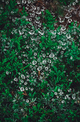 Macro close-up of water droplets on a broken spider web on a green background outdoors