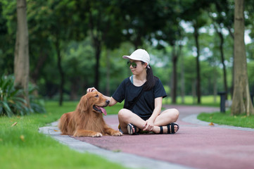 Sticker - Cute golden retriever stays with the owner