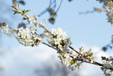 Fototapeta Kwiaty - Cherry Tree in Bloom