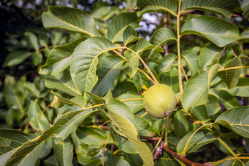 Wall Mural - One ripening walnut husk