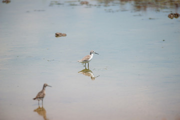 Wall Mural - Wood Sandpiper at Bangpu Recreation Center, Samut Prakan, Thailand