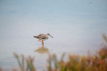 Wall Mural - Common redshank at Bangpu Recreation Center, Samut Prakan, Thailand