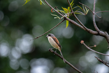 Wall Mural - Female Burmese Shrike.  Its natural habitats are subtropical or tropical moist lowland forest and subtropical or tropical moist montane forest.