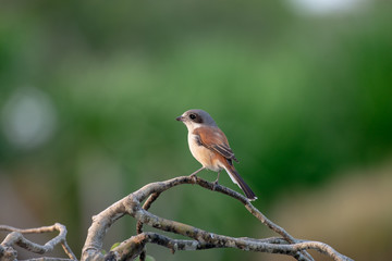 Wall Mural - Female Burmese Shrike.  Its natural habitats are subtropical or tropical moist lowland forest and subtropical or tropical moist montane forest.