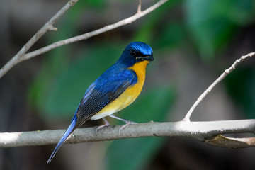 Wall Mural - hill blue flycatcher