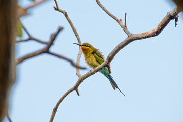 Wall Mural - blue tailed bee eater bird