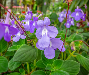 Poster - violet flowers