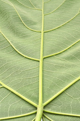 Wall Mural - texture of a green leaf of a large Paulownia tree
