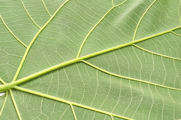 Wall Mural - texture of a green leaf of a large Paulownia tree