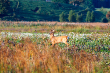 Canvas Print - Roe deer on a meadow with wild summer flowers