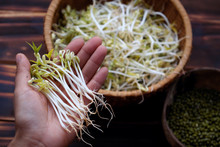 Woman Hand With Homemade Bean Sprouts, Germinate Of Green Beans