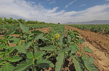 Tomato plant in the field