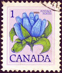 Wall Mural - Bottle Gentian flower (Canada 1977)