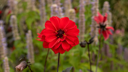 Wall Mural - Blume rot