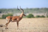 Fototapeta Sawanna - Impala in Kenya
