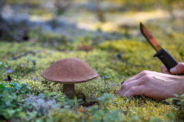 The search for mushrooms in the woods. Mushroom picker. A man is cutting a white mushroom with a knife.