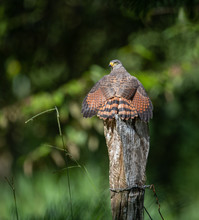 Roadside Hawk In Costa Rica 