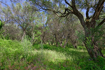 Wall Mural - idyllischer Laubwald auf Korfu, Griechenland - forest on Corfu, Greecce