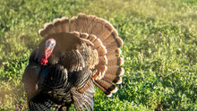 Front/Perspective View Wild Turkey In Field