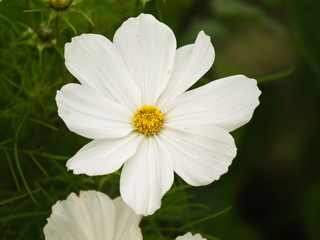 White flower