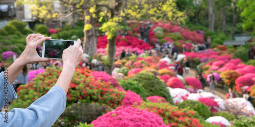 Female Hands Photographing Japanese Azalea Garden With Smartphone ツツジ咲く日本庭園の写真をスマホで撮る女性 Buy This Stock Photo And Explore Similar Images At Adobe Stock Adobe Stock