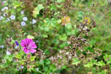 Wall Mural - Pink mallow flower and seeds on stems.