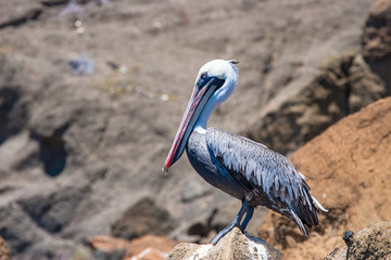 Wall Mural - Pelican. Fauna of the Galapagos Islands. Pelican on the background of brown rocks. Brown pelican. Republic of Ecuador. Pacific ocean. The Nature Of Ecuador