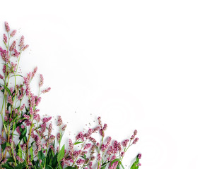 Frame of Wild Pink Flowers isolated on White Canvas Background, Real Shadow. Annual Herb, Persicaria maculosa, Buckwheat. Floral Composition, Top View Image, Flat lay, Close up, Space for Text.