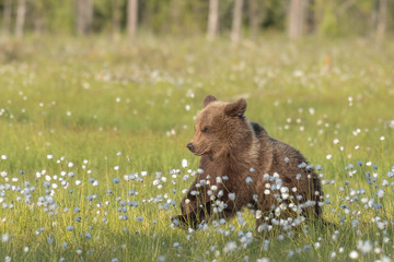 Wall Mural - brown bear (ursus arctos) is running in the middle of the cotton grass on a finnish bog