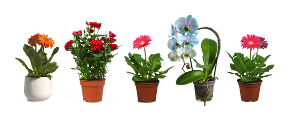 Wall Mural - Collection of flower plants in pots isolated on white background