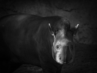 Canvas Print - Tapir